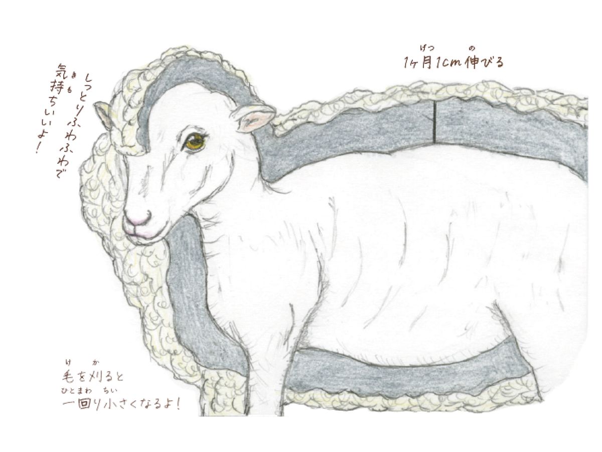 羊はなぜフワフワなの 動物にまつわる素朴な疑問３選 Wani Books Newscrunch ニュースクランチ