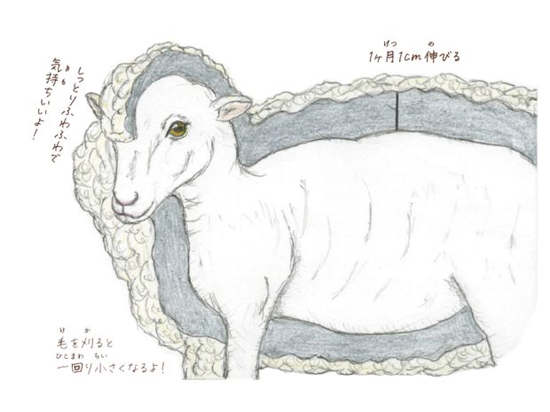 「羊はなぜフワフワなの?」 動物にまつわる素朴な疑問3選