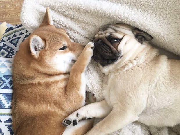初めてみた人も思わず「可愛い!」パグのラルと柴犬のアキの意外な主従関係