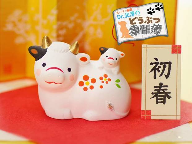 スーパー獣医 Dr.北澤のどうぶつ事件簿 第9回 牛が草しか食べないのに数百キロに成長する秘密は微生物にあった!?