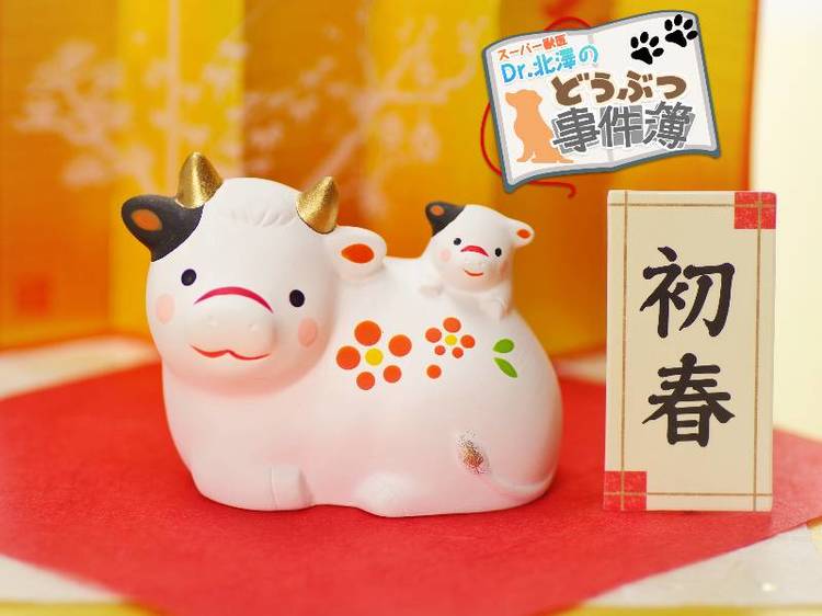 牛が草しか食べないのに数百キロに成長する秘密は微生物にあった スーパー獣医 Dr 北澤のどうぶつ事件簿 Wani Books Newscrunch ニュースクランチ 牛が草しか食べないのに数百キロに成長する秘密は微生物にあった スーパー獣医 Dr 北澤のどうぶつ事件簿 Wani Books Newscrunch ニュースクランチ