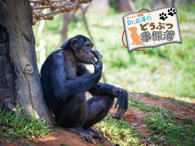 自分も人間だと錯覚!? 育児放棄されたチンパンジーを育てる難しさ | スーパー獣医 Dr.北澤のどうぶつ事件簿 | WANI BOOKS NewsCrunch（ニュースクランチ）