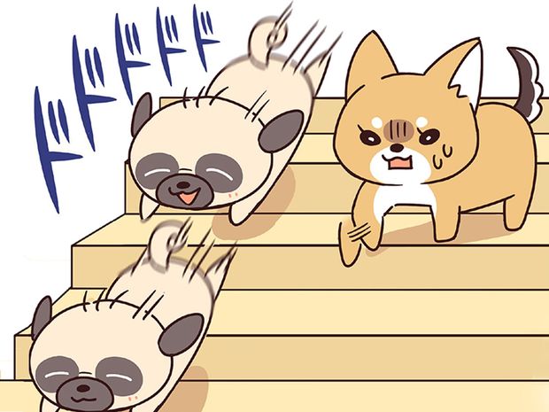 ラルとアキ ドMパグと女王柴犬の愉快な主従関係 第35話