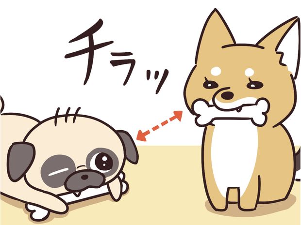 ラルとアキ ドMパグと女王柴犬の愉快な主従関係 第33話